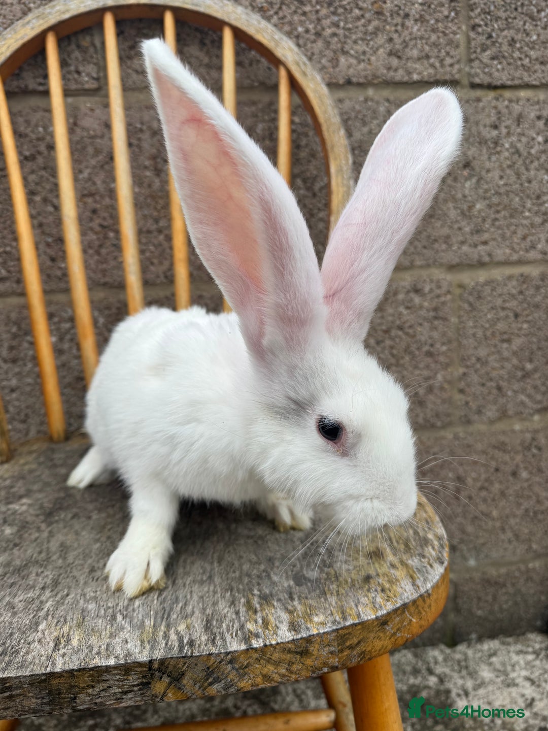 Continental Giant rabbits for sale: Pure breed continental giant female  - Image 5