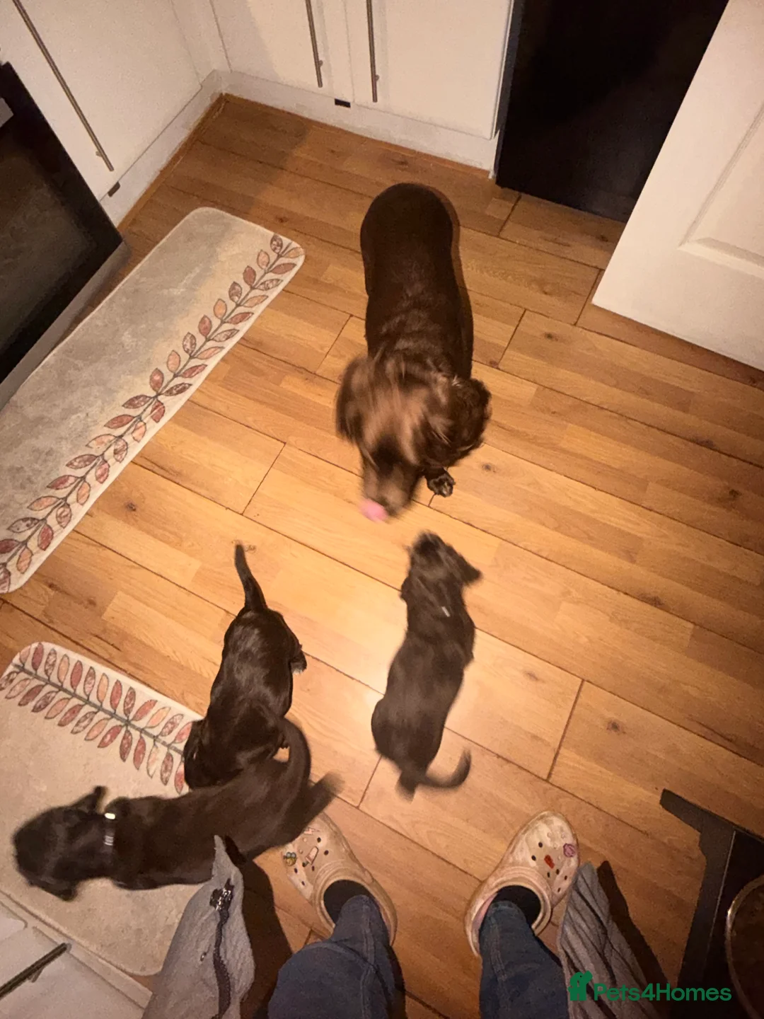 Cocker Spaniel dogs for sale: Cocker spaniel bitches  in Redcar - Advert 15