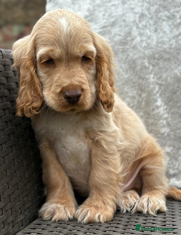 Cocker Spaniel dogs - Advert 5