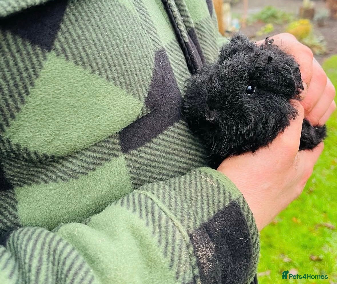 Guinea Pig rodents 2 Male Guinea Pigs. Looking for Loving Home - Advert 2