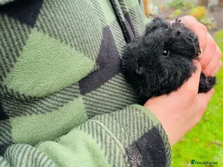 Guinea Pig rodents 2 Male Guinea Pigs. Looking for Loving Home - Advert 2