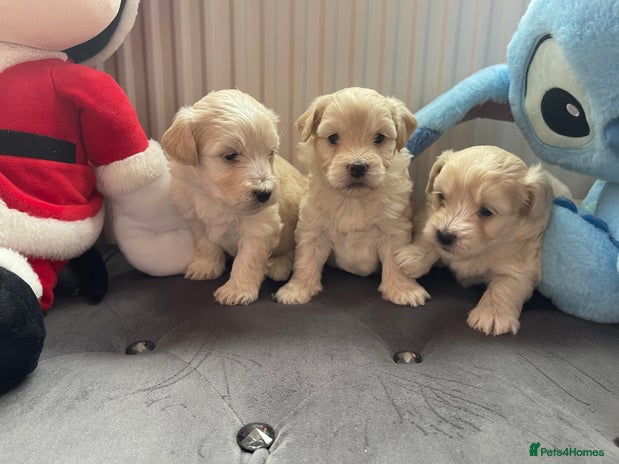 Maltipoo dogs - Advert 4