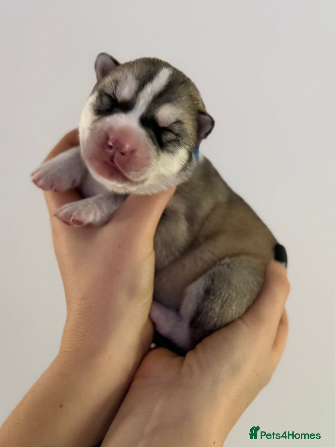 Siberian Husky dogs for sale: Beautiful Siberian Husky Puppies Ready to Reserve - Advert 15