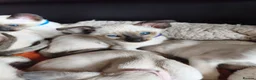 Siamese cats for sale: Gorgeous Siamese kittens!!! - Advert 6