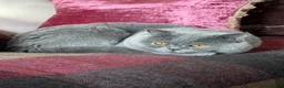 British Shorthair cats for sale: GORGEOUS BRITISH SHORTHAIR BLUE GCCF KITTENS - Advert 5