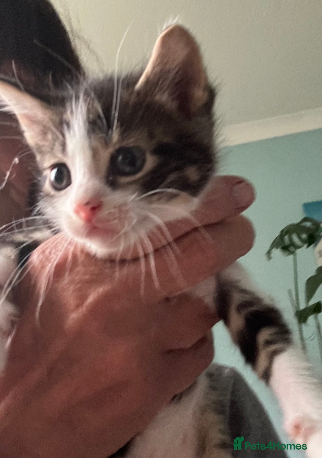Mixed Breed cats for sale: 3 gorgeous Toms for sale - Image 13