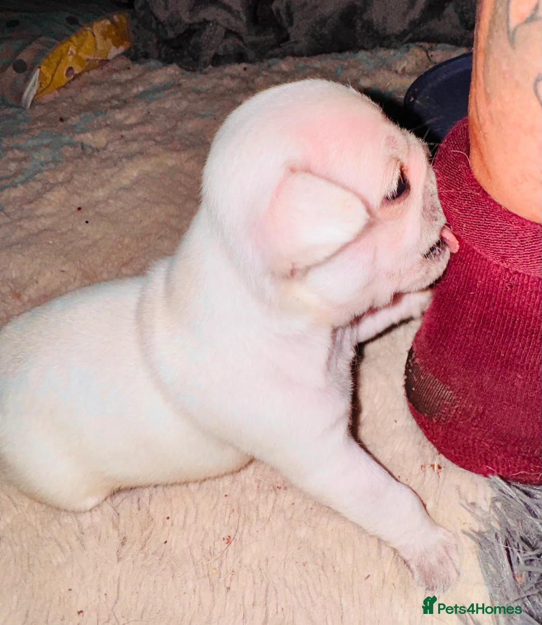 Pug dogs for sale: Pug puppies  - Advert 5