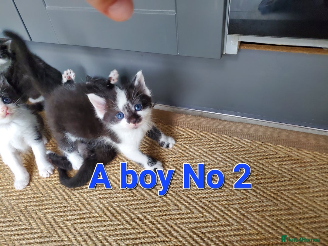 Mixed Breed cats for sale: Half pedigree kittens - Image 2