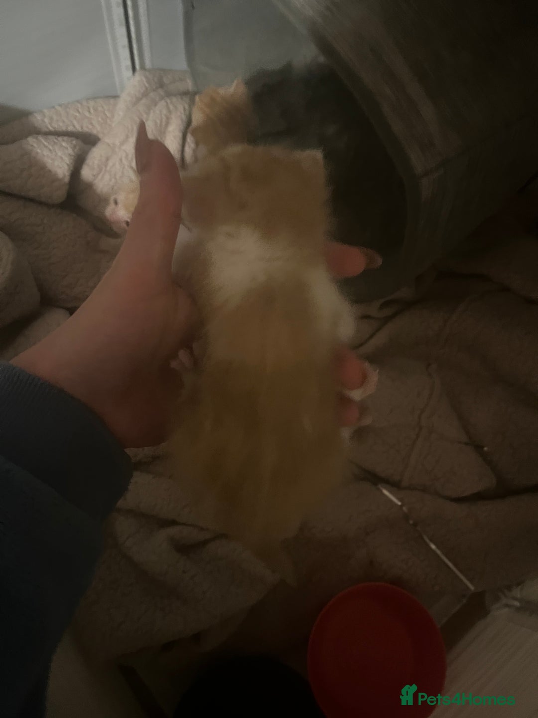 Mixed Breed cats for sale: Ginger tabby cats - Advert 5