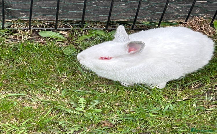 Netherland Dwarf rabbits - Advert 3