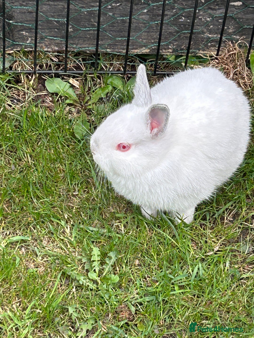 Netherland Dwarf rabbits for sale: Netherland dwarf boy  - Image 1