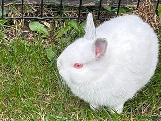 Netherland Dwarf rabbits - Advert 27