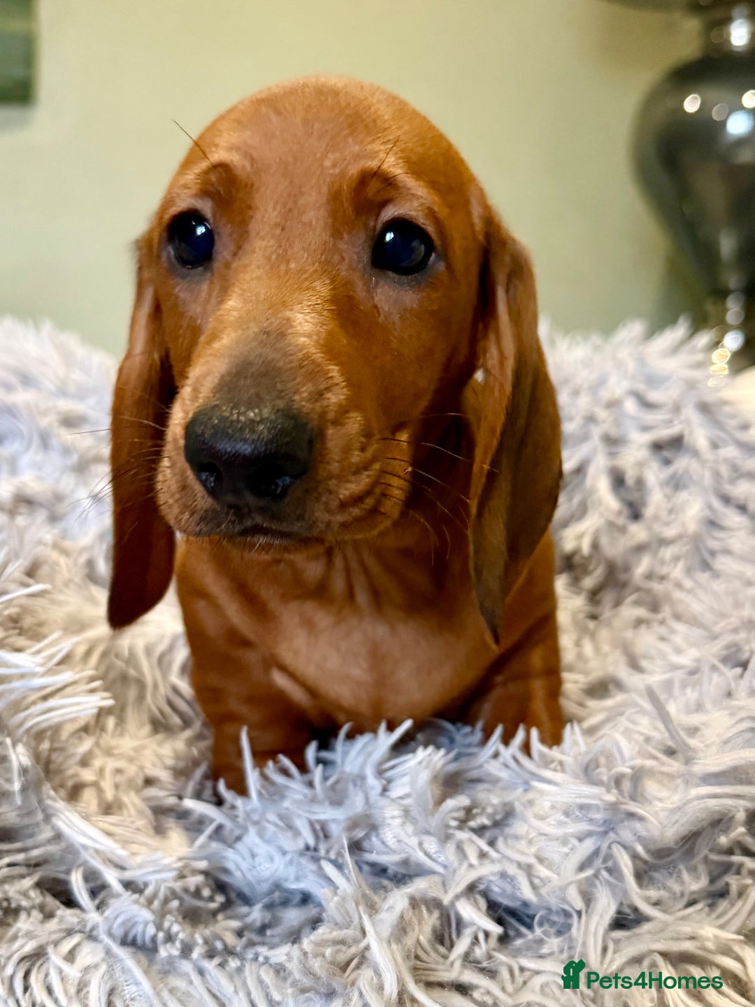 Dachshund dogs for sale: Beautiful standard dachshunds  - Advert 4