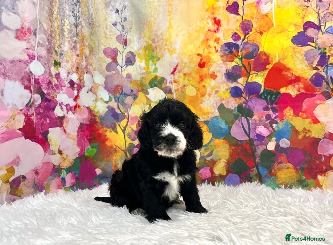 Cockapoo dogs for sale: ⭐️Rare Silver Phantom DNA CLEAR Mini F1 Cockapoos - Image 12