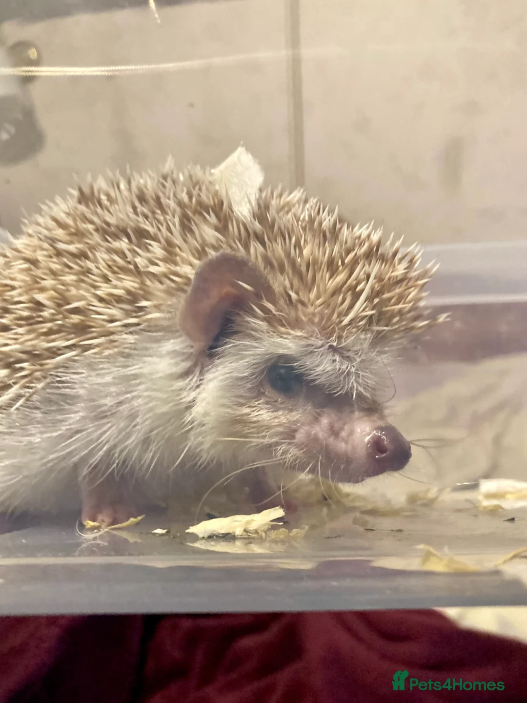 Sugar Glider rodents for sale: Baby leu sugar gliders and Pygmy hedgehogs  - Advert 7