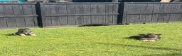 German Shepherd dogs for sale: 🐾Ready to leave Kc reg German shepherd puppies🐾 - Advert 13