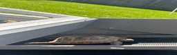 Tortoise reptiles for sale: Horsefield Tortoise 9 years old  in Preston - Advert 4