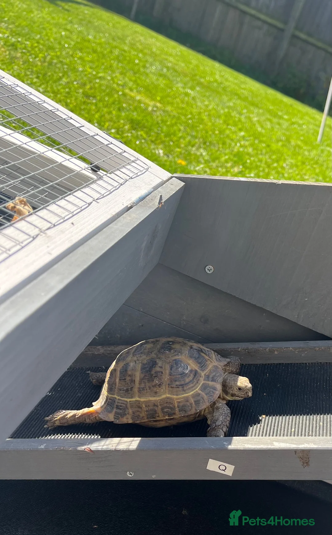 Tortoise reptiles for sale: Horsefield Tortoise 9 years old  in Preston - Advert 4