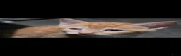 Mixed Breed cats for sale: Kittens ready now please read  - Advert 15