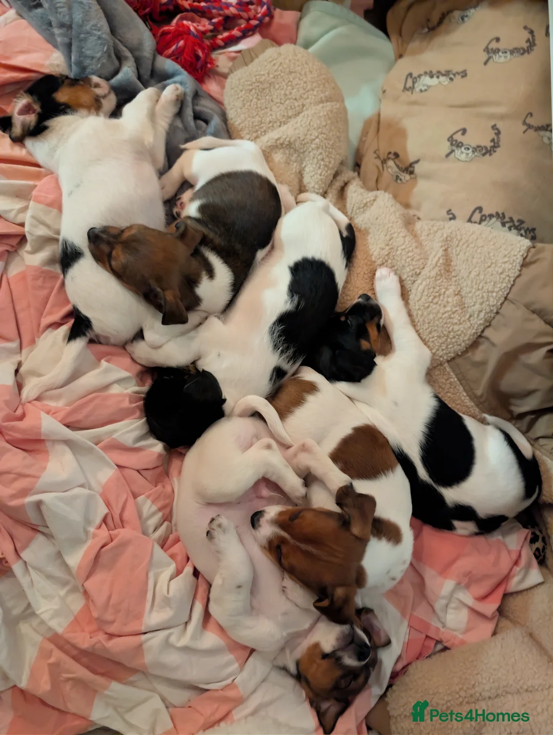 Jack Russell dogs for sale: 🐶 Jack Russell Boys – Ready Monday 23rd Feb🐶 - Advert 18
