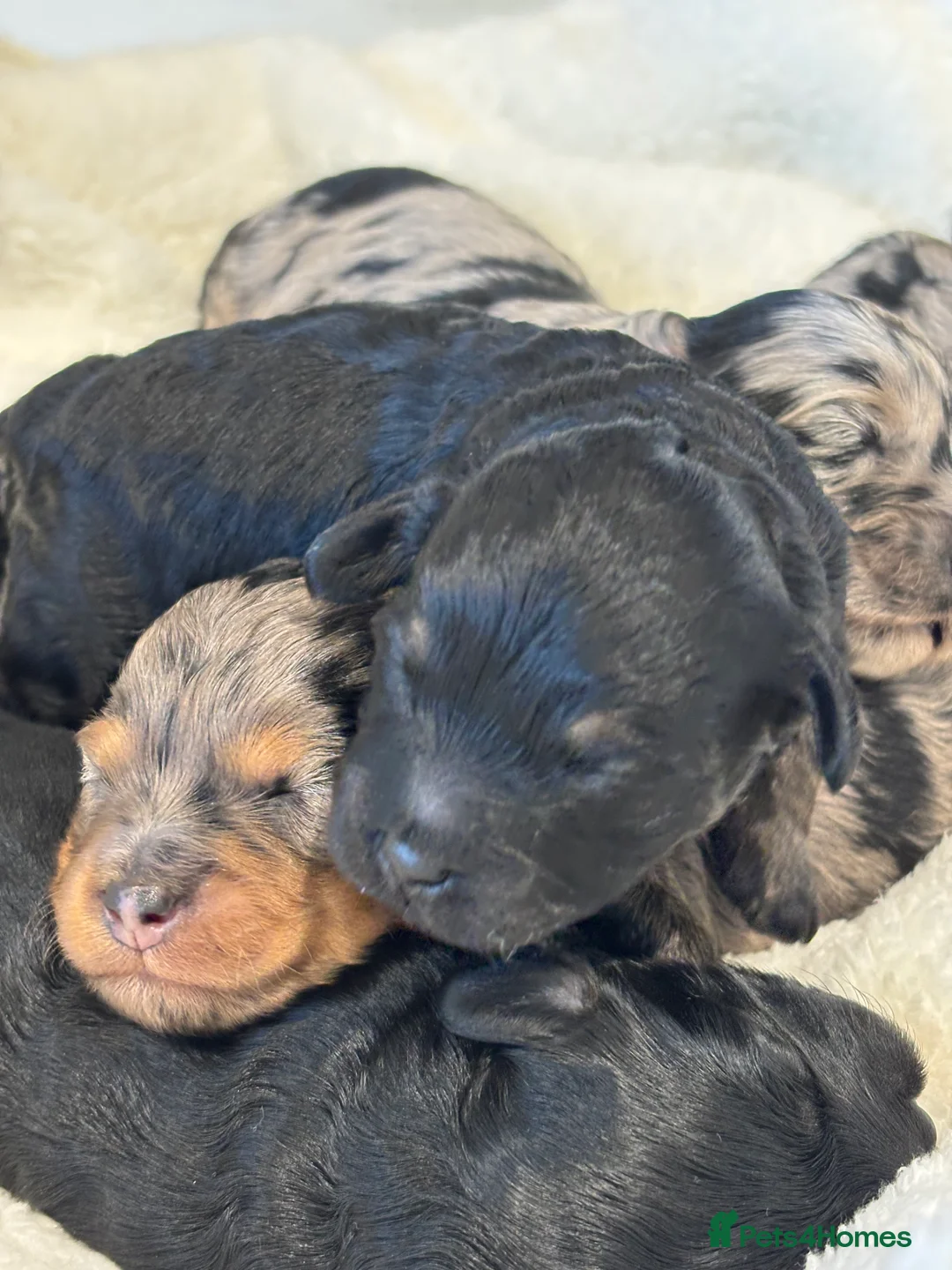 Maltipoo dogs for sale: 💎 Adorable Maltipoo Puppies ❤️ - Advert 10