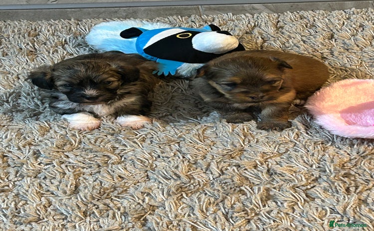 Havanese dogs - Advert 2