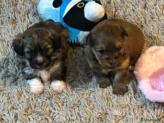 Havanese dogs - Advert 1