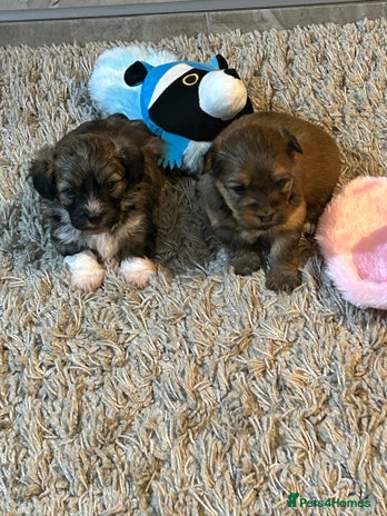 Havanese dogs - Advert 2