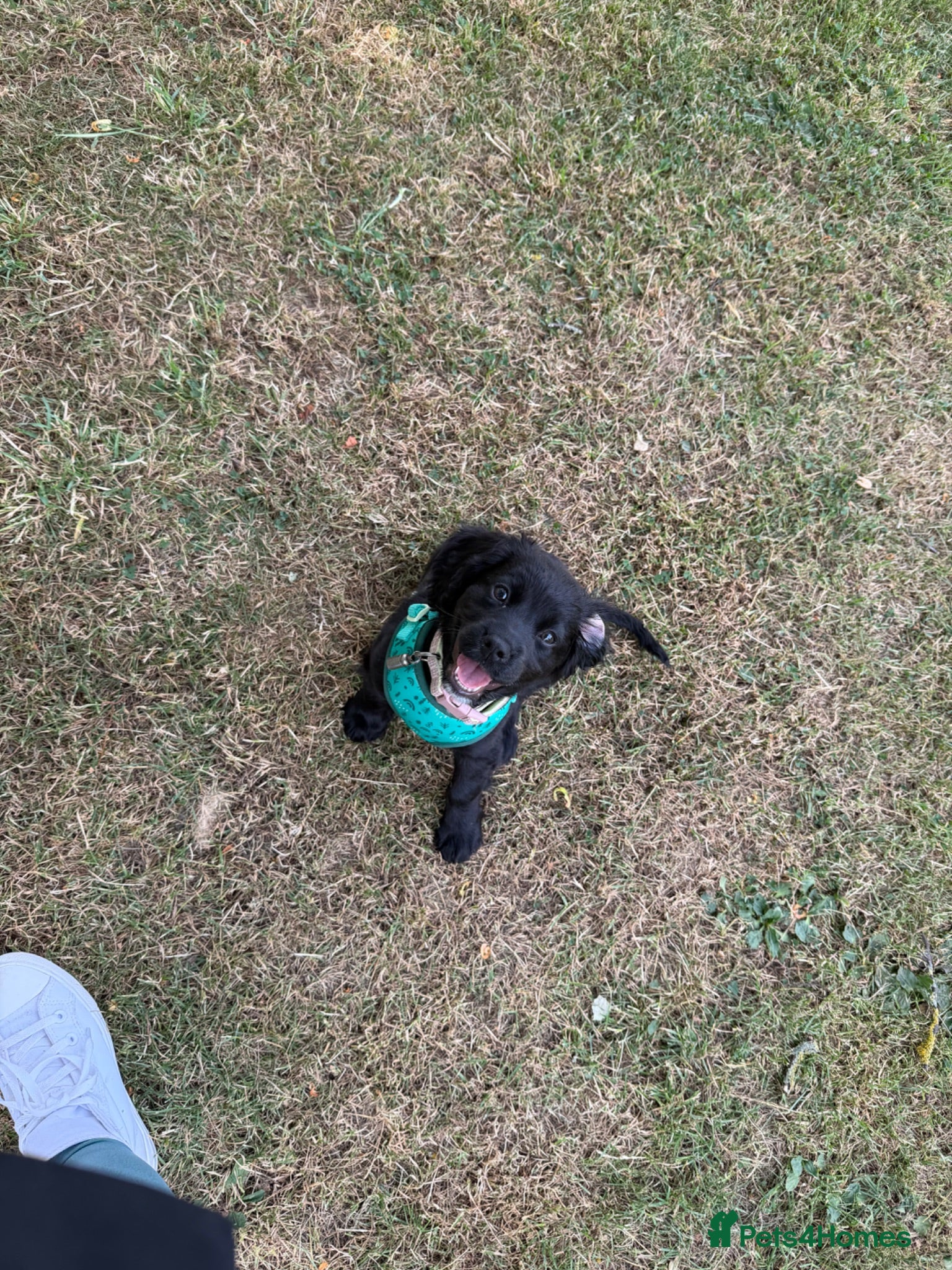 Cocker Spaniel dogs Beautiful Nala - Advert 3