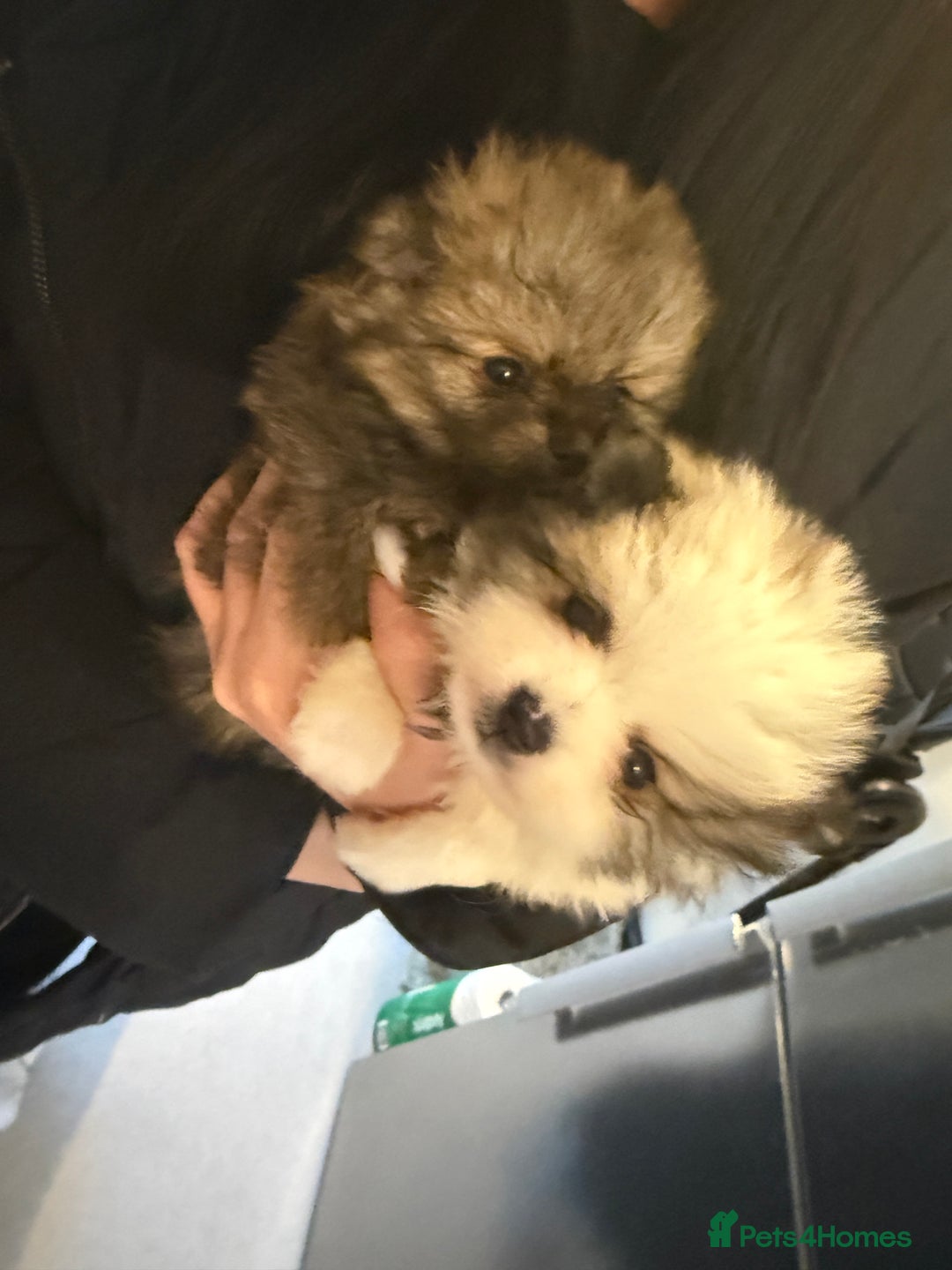 Pomeranian dogs for sale: Beautifully  **  fluffy Pomeranian puppies - Advert 4