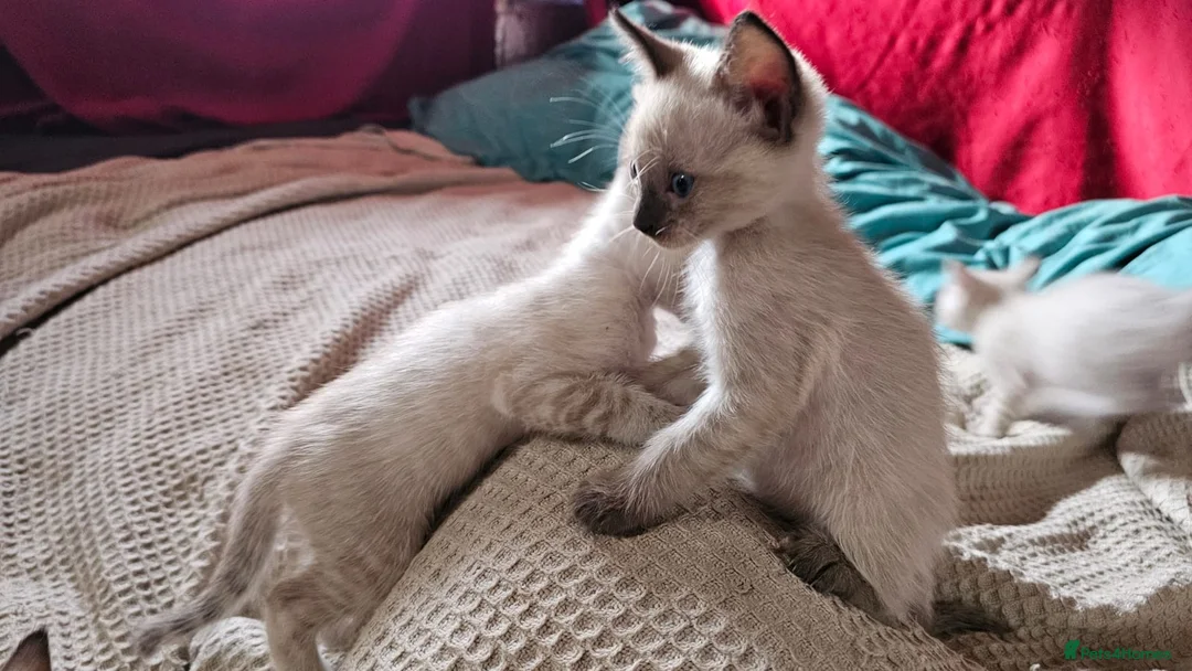 Bengal cats for sale: Guaranteed to be Cuddly *ready now*  - Advert 11