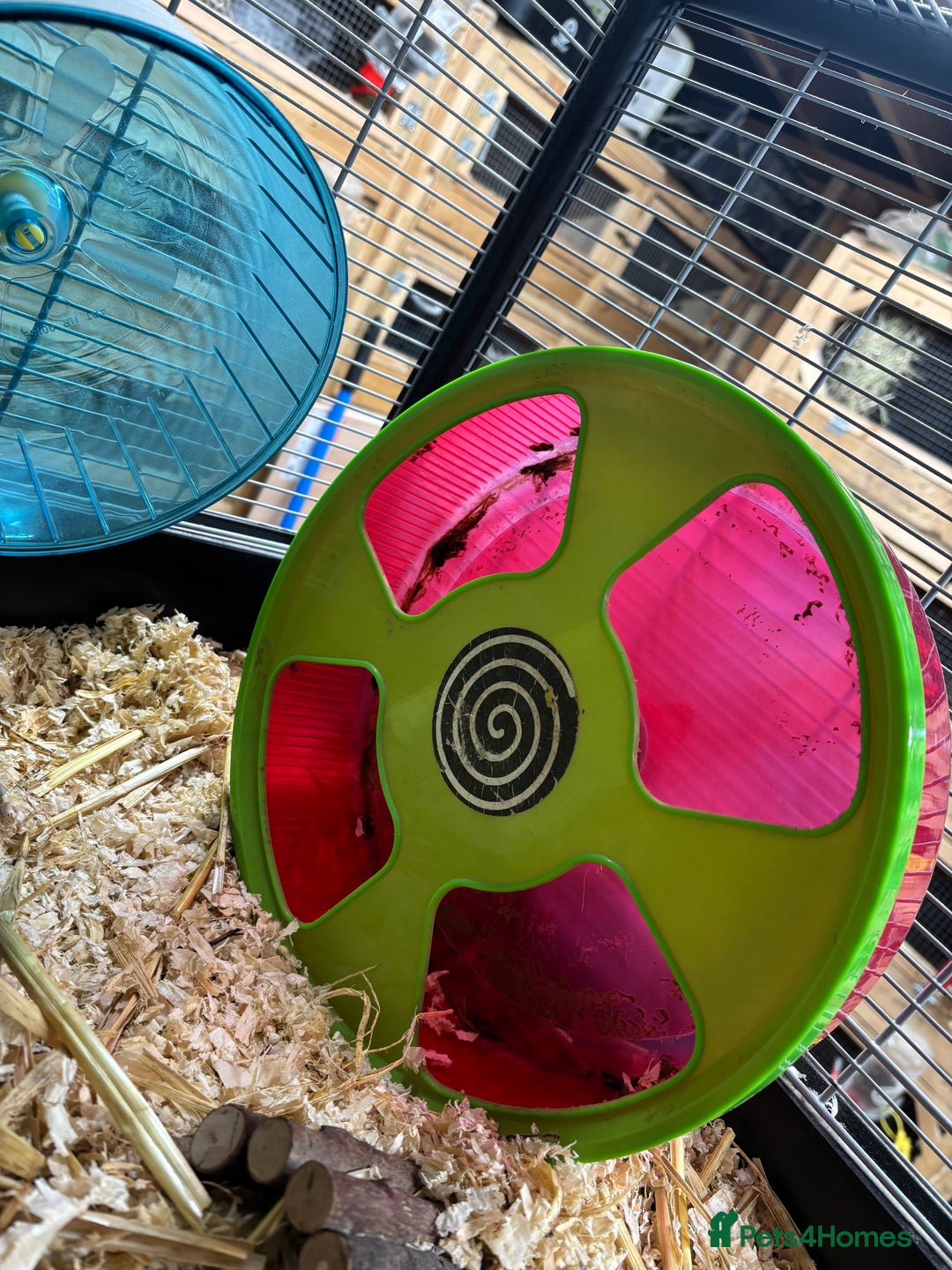 Hamster rodents for sale: Male Syrian hamster  - Advert 7