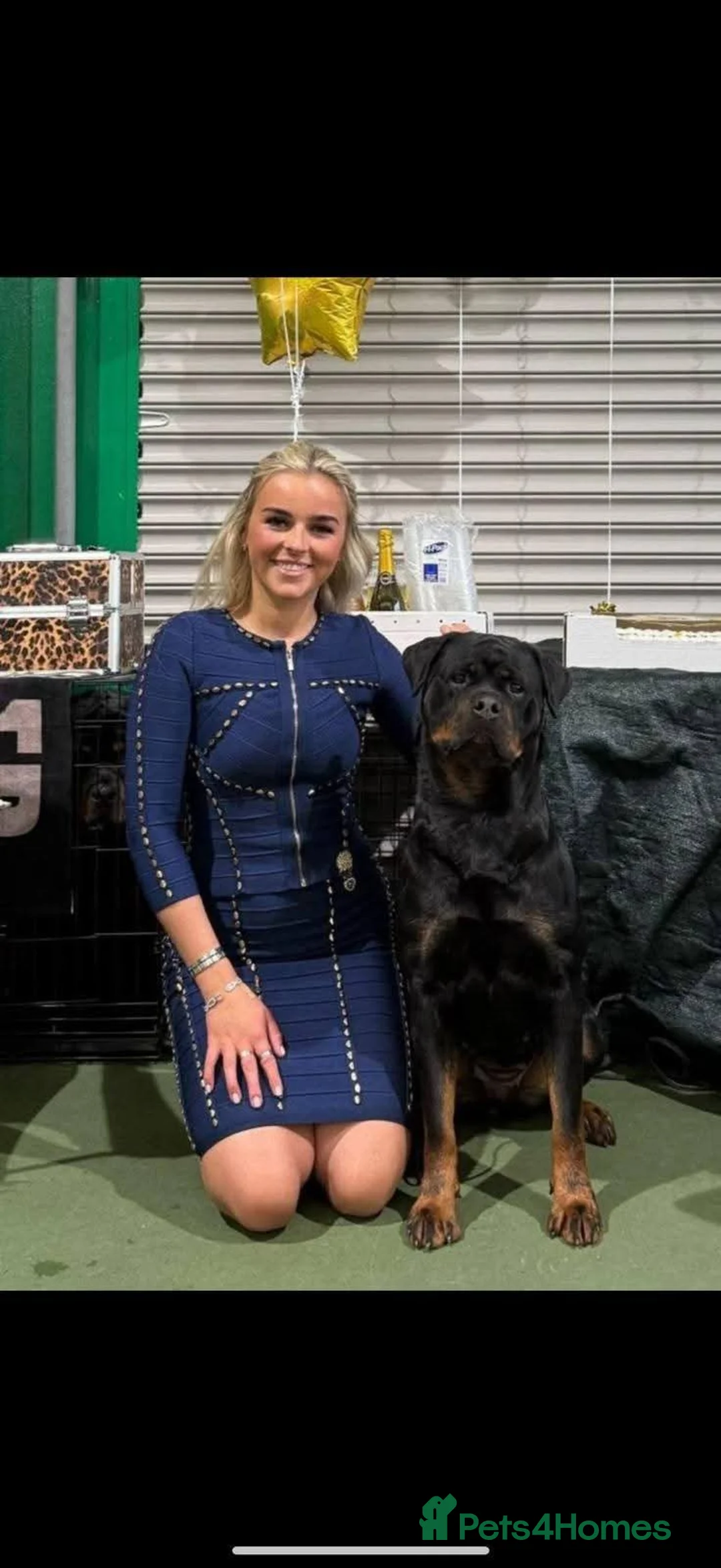 Rottweiler dogs for sale: Excellent Pedigree Dog Puppy - Advert 24