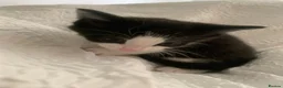 Mixed Breed cats for sale: Male kittens  - Advert 5