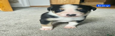Border Collie Puppy 2