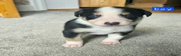 Border Collie dogs for sale: 🔥Unique tri border collie pups 🔥 - Advert 28