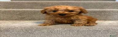 Miniature Poodle Puppy 1