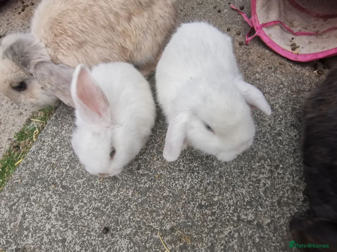 Mini Lop rabbits for sale: Beautiful baby mini lops  - Advert 2