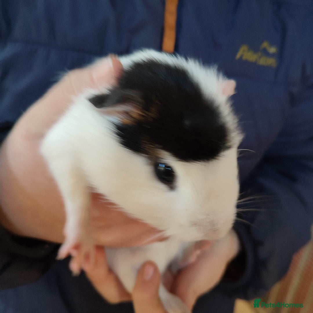 Guinea Pig rodents for sale: Guinea pigs for sale  - Advert 19