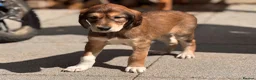 Saluki dogs for sale: Male  Saluki puppy 10 weeks old  - Advert 21
