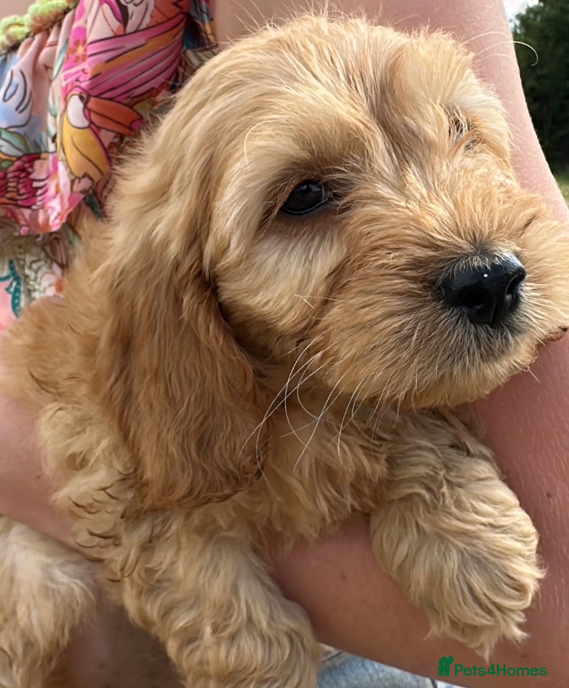 Cockapoo dogs F1 Cockapoos  - Advert 2