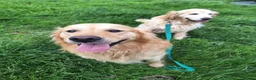 Golden Retriever dogs for sale: Golden Retriever KC Registered Puppies - Advert 10