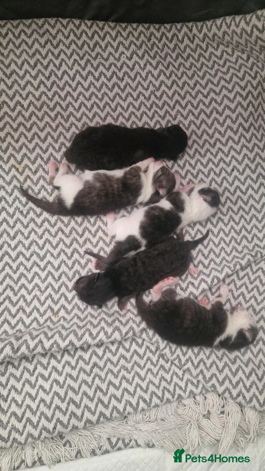 Mixed Breed cats for sale: LAST KITTEN LEFT!! READY NOW  - Advert 2