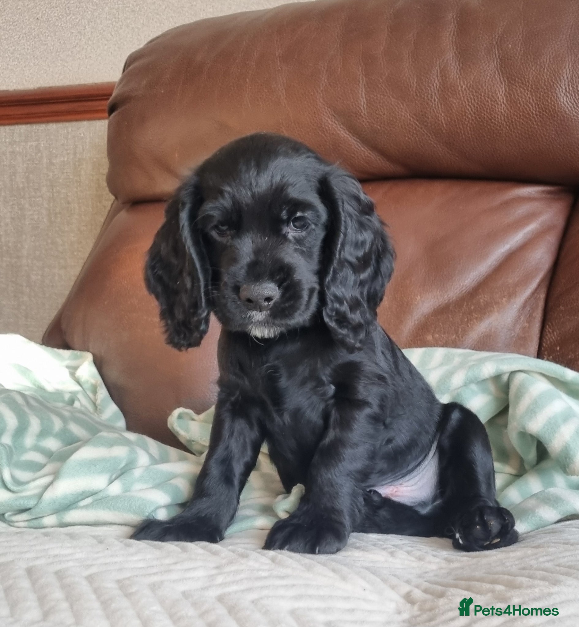 Cocker Spaniel dogs 2 boys left. Cocker Spaniel Puppies for Sale 🐾  - Advert 1