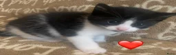 Mixed Breed cats for sale: Friendly and playful kittens  in Liverpool - Advert 6