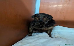 Mixed Breed dogs for adoption: Meet Jess, currently residing in Cheshire  in Nantwich - Image 8