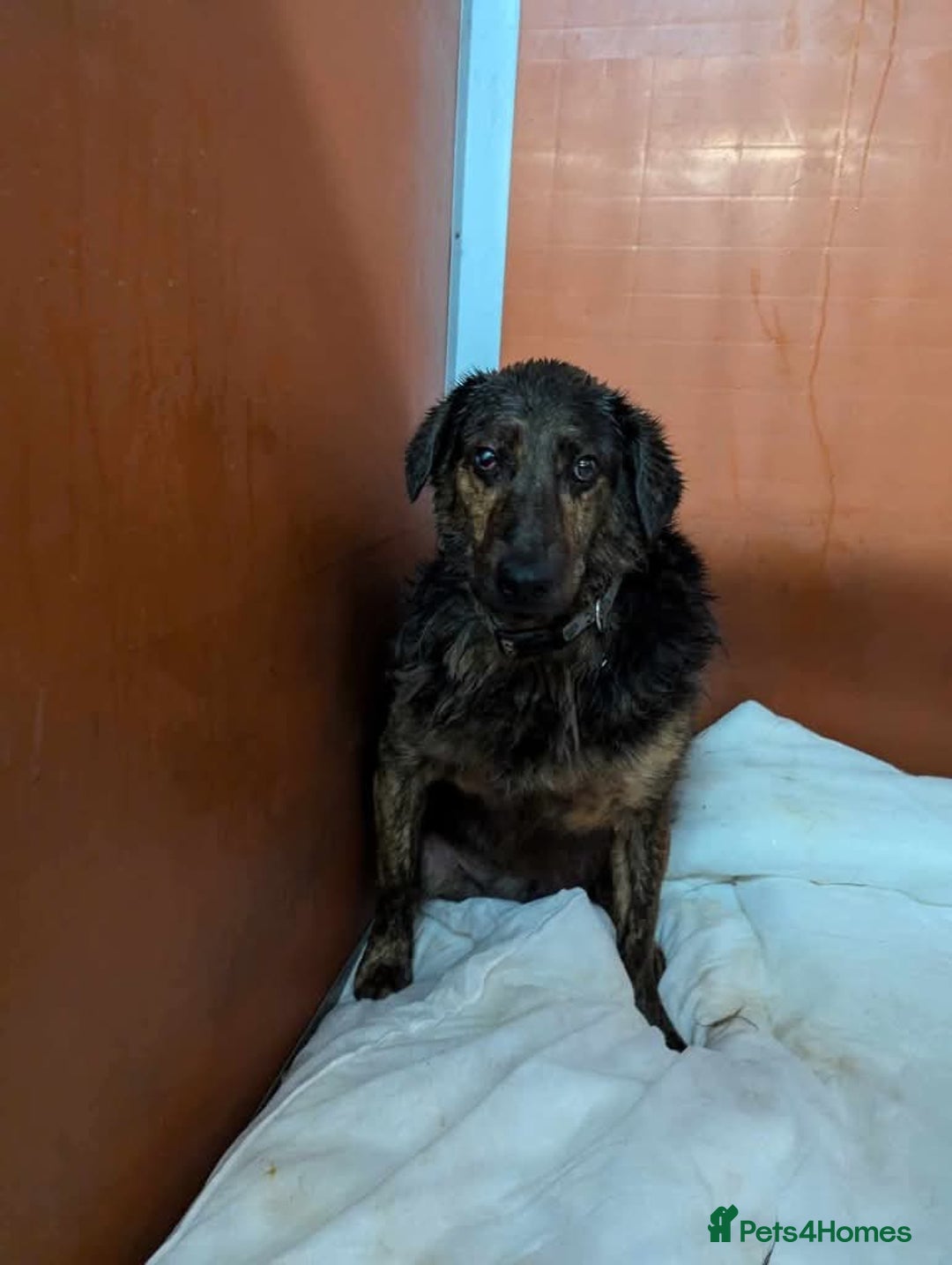 Mixed Breed dogs for adoption: Meet Jess, currently residing in Cheshire  in Nantwich - Image 8