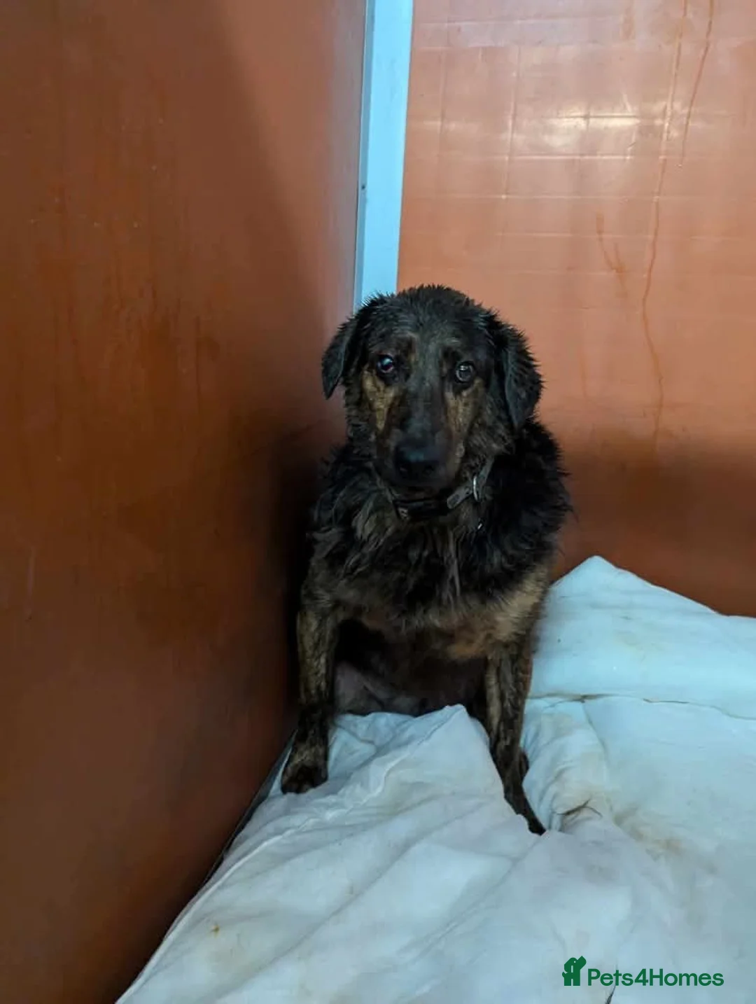 Mixed Breed dogs for adoption: Meet Jess, currently residing in Essex in Nantwich - Advert 9