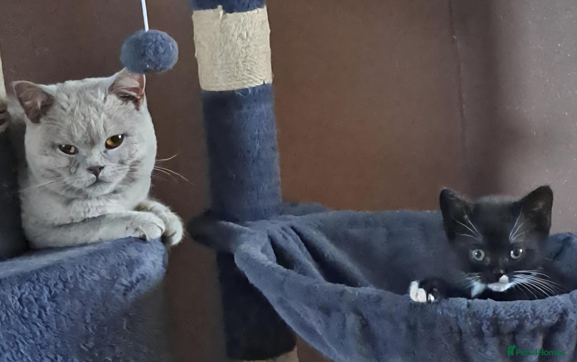 British Shorthair cats 1 Beautiful Kitten left 😻 - Advert 2