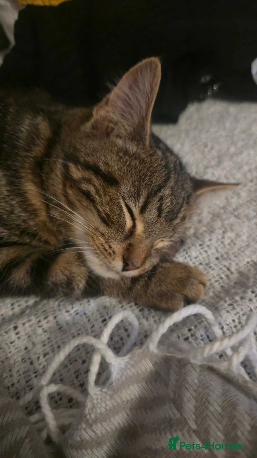 British Shorthair cats for sale: Lovely home cat in Rochdale - Advert 1